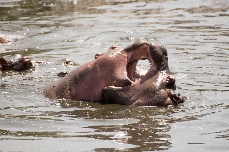 Retina hippo pool central serengeti tanzania.