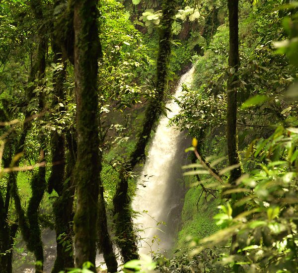 The Umubasi waterfall hiking in Nyungwe Forest National Park.