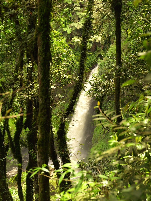 Read more about the article The Umubasi waterfall hiking in Nyungwe Forest National Park.