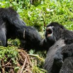 Is it safe to track gorillas in Rwanda?