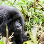 What is the best time for gorilla trekking in Rwanda? 