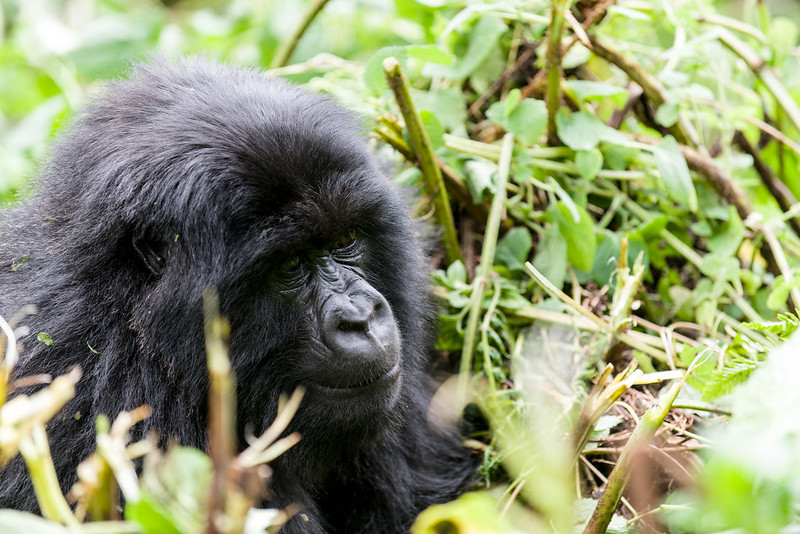 What is the best time for gorilla trekking in Rwanda?