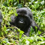 Booking Rwanda gorilla permits.