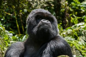 Read more about the article 2 Days Rwanda Gorilla Tour Vacation