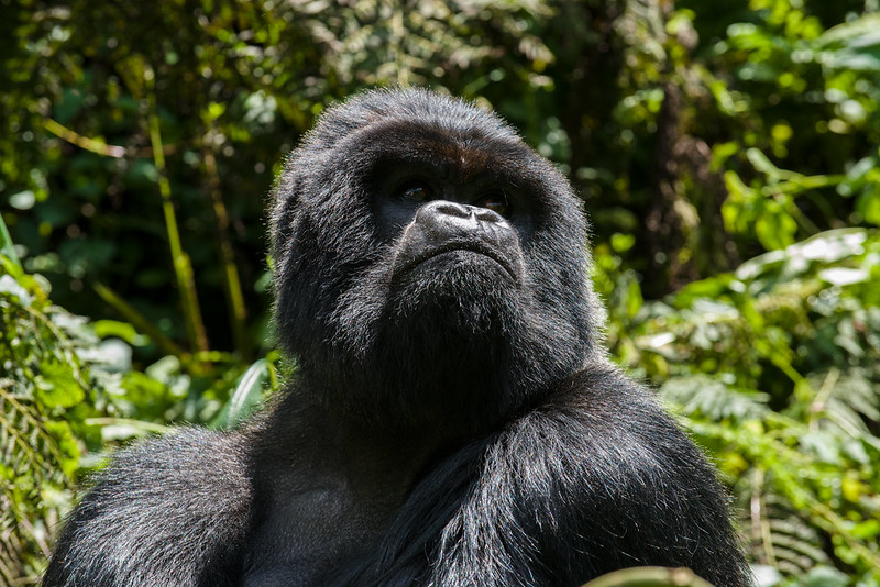 2 Days Rwanda Gorilla Tour Vacation