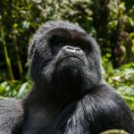 discounted gorilla permits in Rwanda still available.