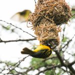 Birding in Rwanda.