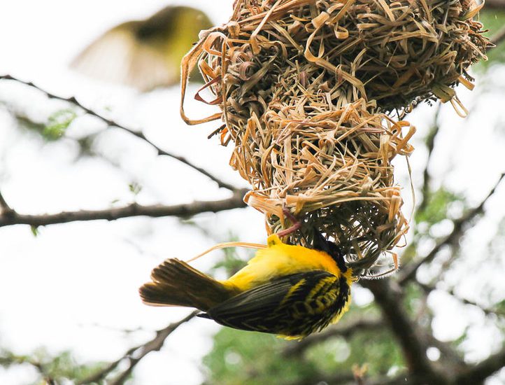 birding in Rwanda