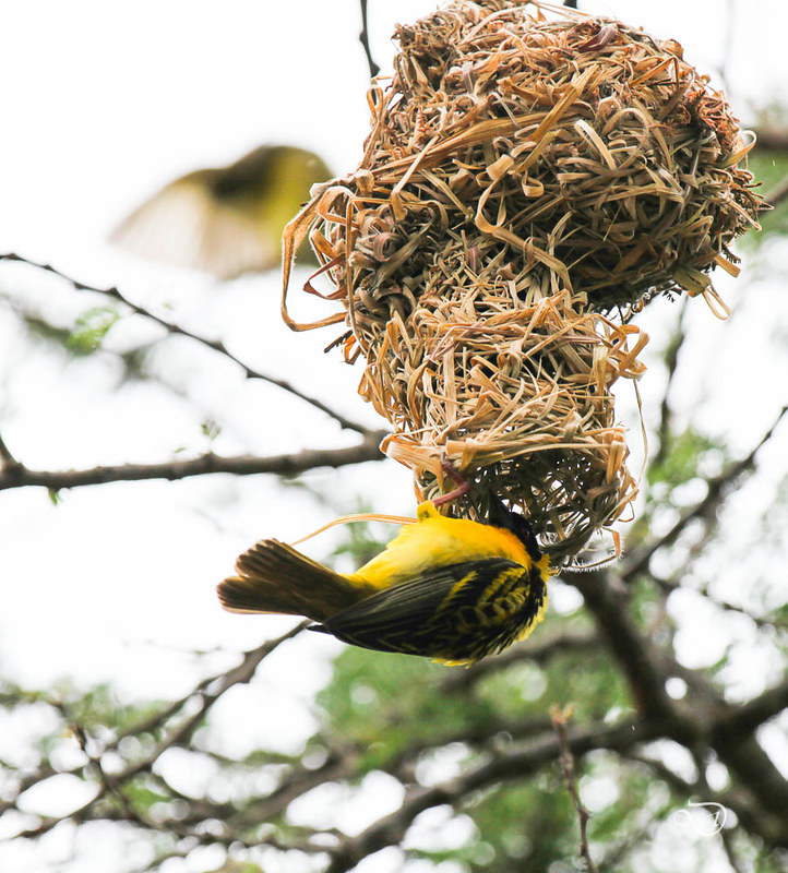 Read more about the article Birding in Rwanda.