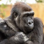 Gorilla Species in Africa