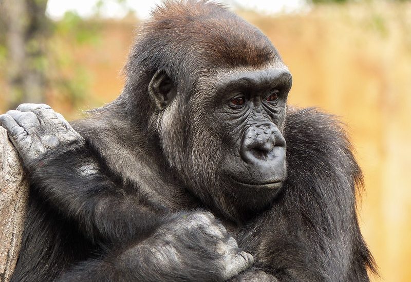 Gorilla Species in Africa