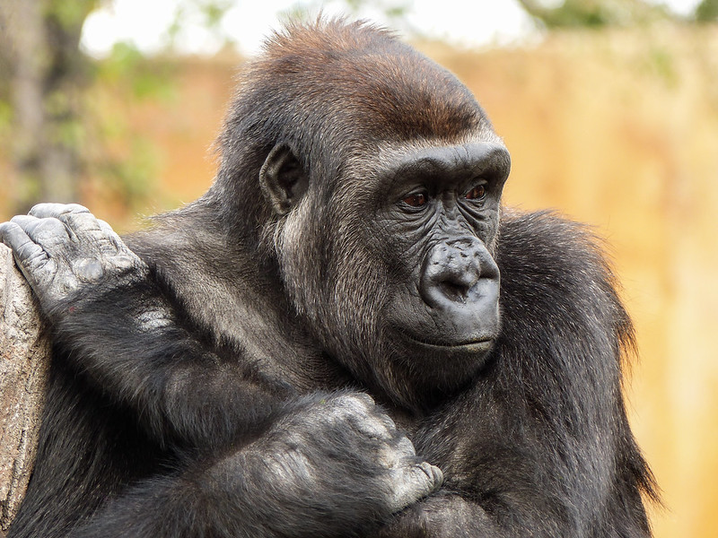 Read more about the article Gorilla Species in Africa