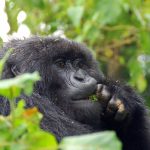 Can I reschedule my Gorilla trekking permit for Bwindi?