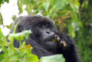 Read more about the article Can I reschedule my Gorilla trekking permit for Bwindi?