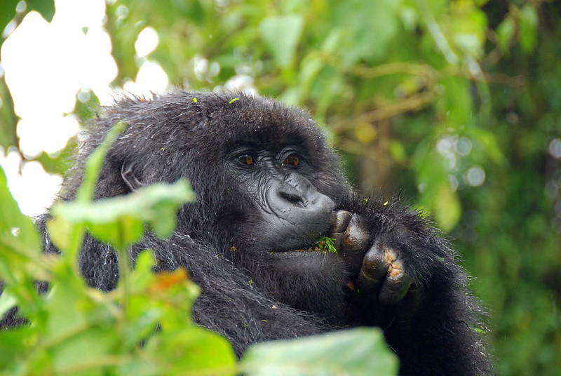 Can I reschedule my Gorilla trekking permit for Bwindi?