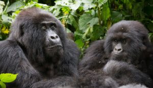 Read more about the article What do you know about Gorillas?