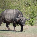 What’s the best way to see the Big Five animals in Uganda?