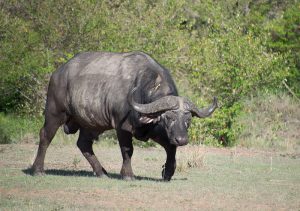 Read more about the article What’s the best way to see the Big Five animals in Uganda?