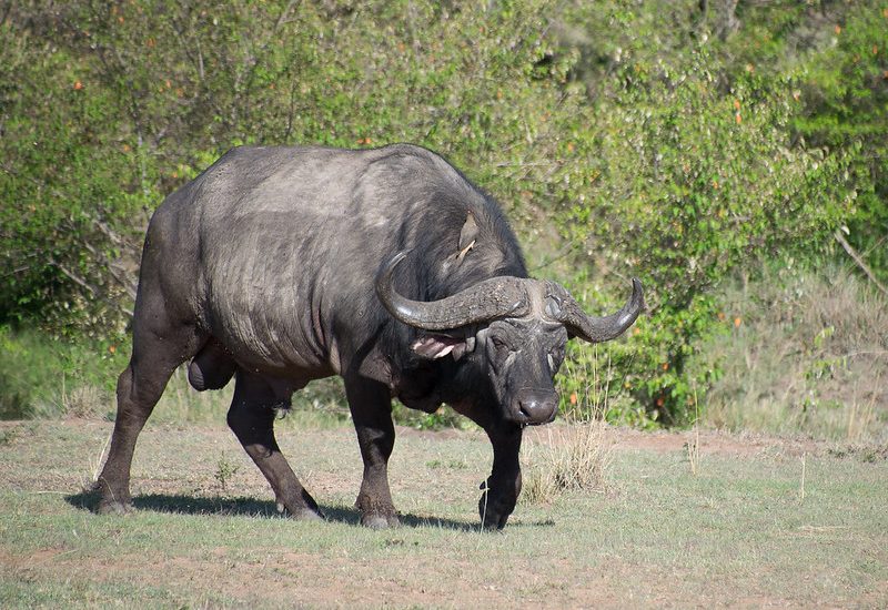 What’s the best way to see the Big Five animals in Uganda?