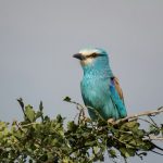 bird watching in Kidepo valley national park Uganda.