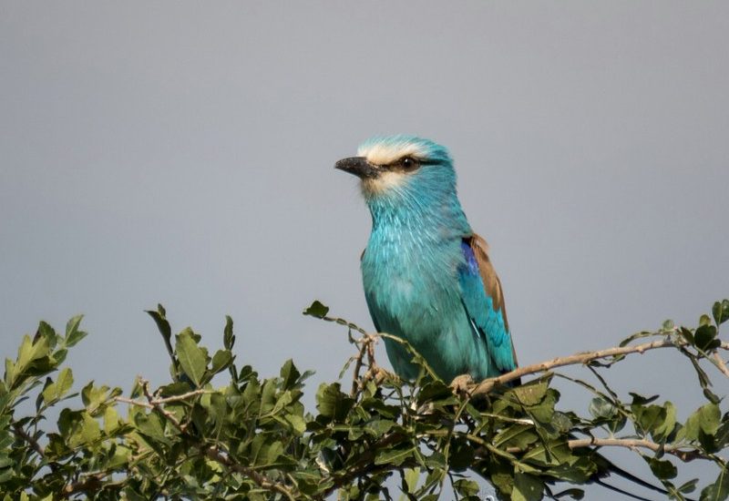 bird watching in Kidepo valley national park Uganda.