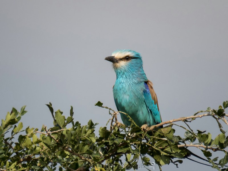 Read more about the article bird watching in Kidepo valley national park Uganda.