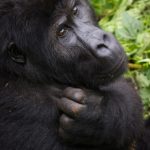 3 Days Eastern Lowland Gorilla Trekking tour in Congo