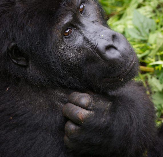 3 Days Eastern Lowland Gorilla Trekking tour in Congo