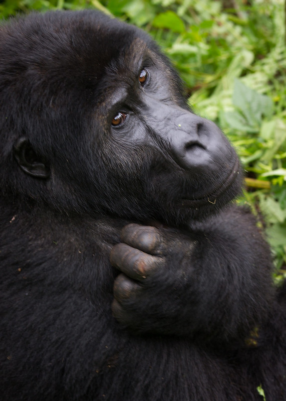 Read more about the article 3 Days Eastern Lowland Gorilla Trekking tour in Congo