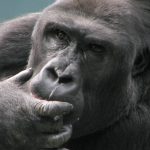 WHAT ILLNESSES DO GORILLAS SUFFER FROM?