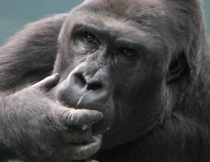 Read more about the article WHAT ILLNESSES DO GORILLAS SUFFER FROM?