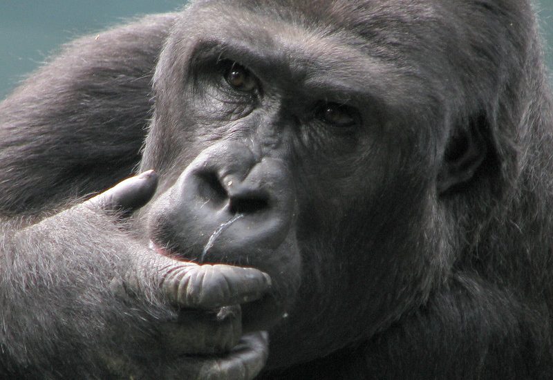 WHAT ILLNESSES DO GORILLAS SUFFER FROM?