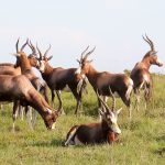 A day in The Life of An African Safari.