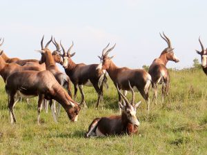 Read more about the article A day in The Life of An African Safari.