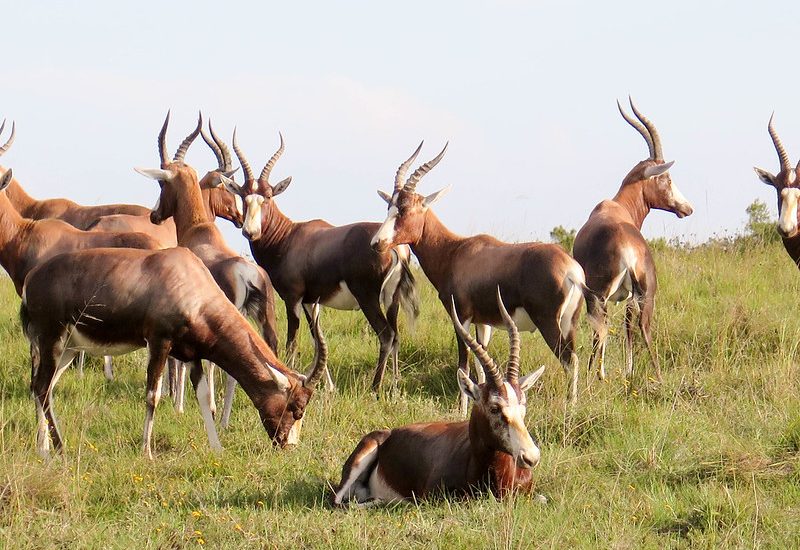 A day in The Life of An African Safari.