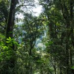 3 Days Nyungwe Forest Safari