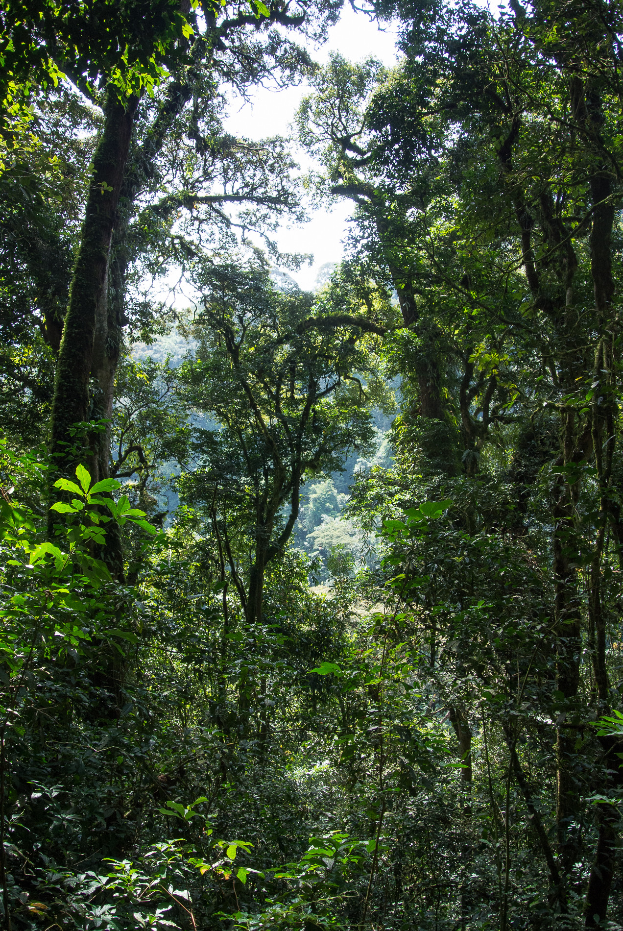 3 Days Nyungwe Forest Safari