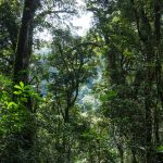 Canopy walk in Nyungwe forest.