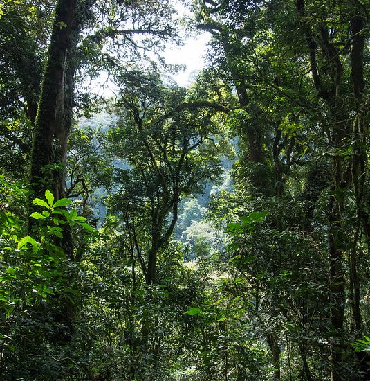 Canopy walk in Nyungwe forest.