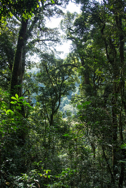 Read more about the article Canopy walk in Nyungwe forest.