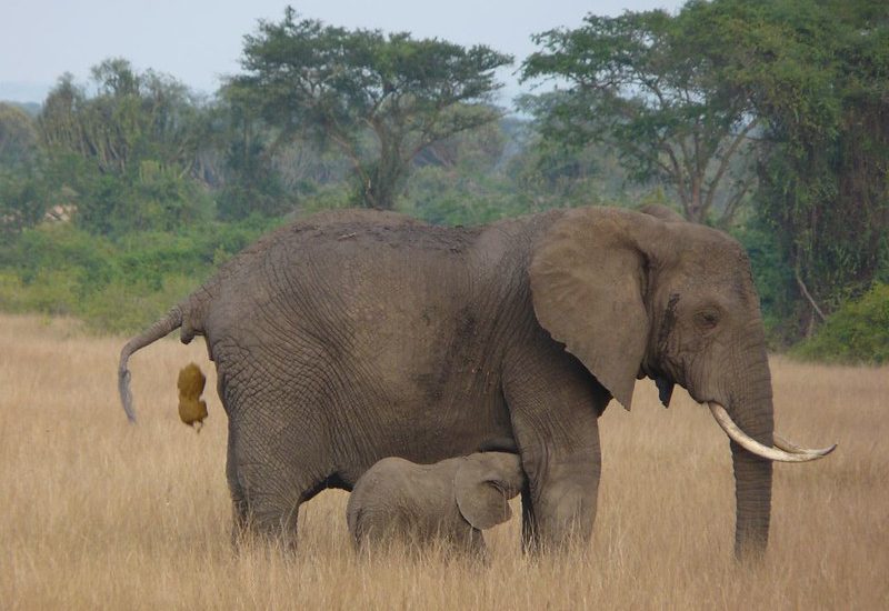 uganda safaris beyond gorilla tracking.