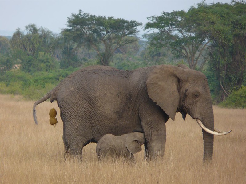 Read more about the article uganda safaris beyond gorilla tracking.