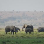 6-Day Maasai Mara And Lake Nakuru Amboseli Safari Tour