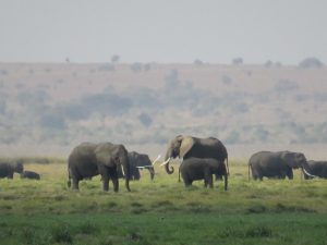 Read more about the article 6-Day Maasai Mara And Lake Nakuru Amboseli Safari Tour