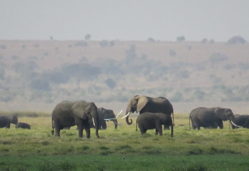 6-Day Maasai Mara And Lake Nakuru Amboseli Safari Tour