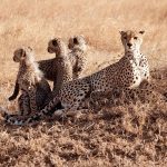 Fun Activities For Kids Safari