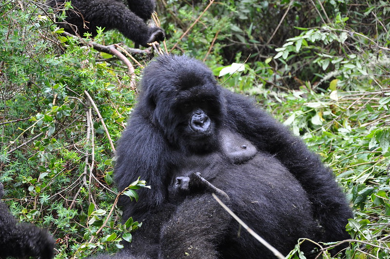 why are there age limits for gorilla trekking