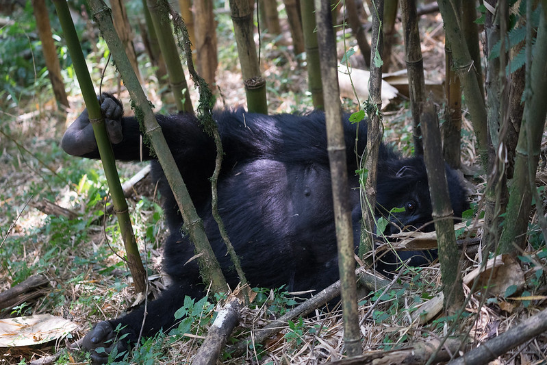 What you should know before visiting Mgahinga National Park?