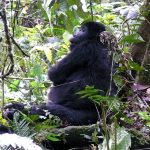 Booking Bwindi Gorilla Trekking safaris from Entebbe Kampala.