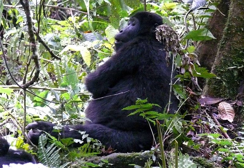 Booking Bwindi Gorilla Trekking safaris from Entebbe Kampala.